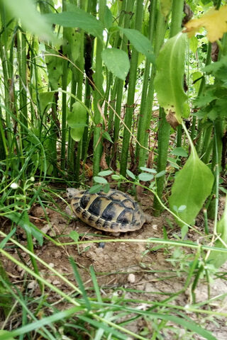 Turtle Trot: A Little Explorer in the Grass! 🐢🌿