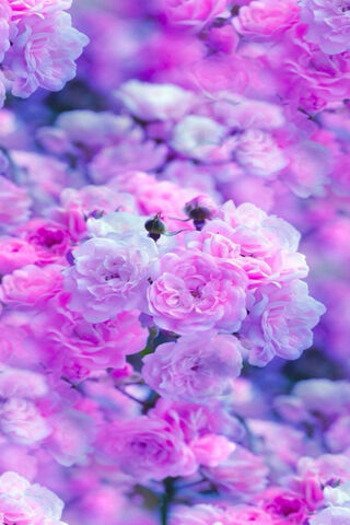 Whispers of Spring: A F..
