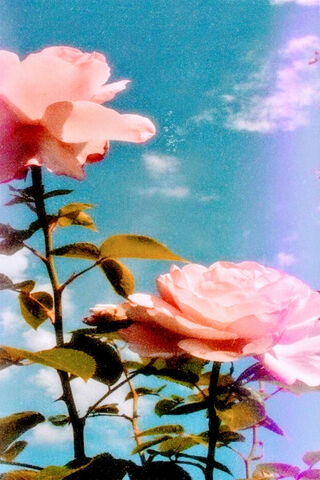 Whispers of Spring: A Rose's Embrace 🌹✨