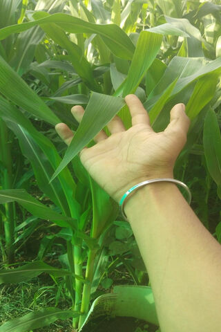 ShakeHand With Nature