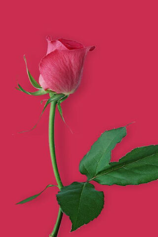 Radiant Elegance: The Hybrid Tea Rose Red 🌹✨