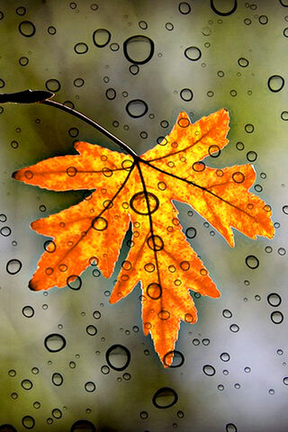 Autumn's Farewell: A Leaf's Last Dance 🍂✨