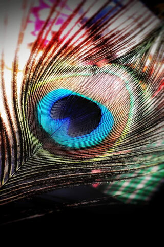 Peacock Feather