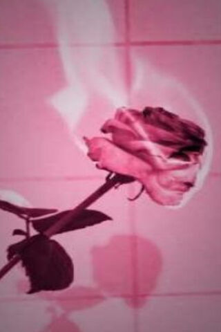 Fiery Elegance: The Rose in Flames 🌹🔥
