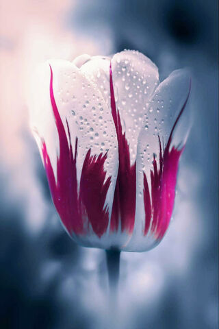 Beautiful Tulip
