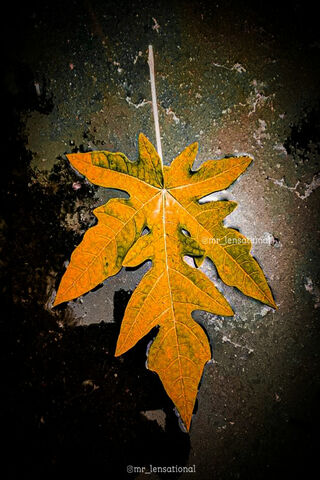 Colourful Leaf