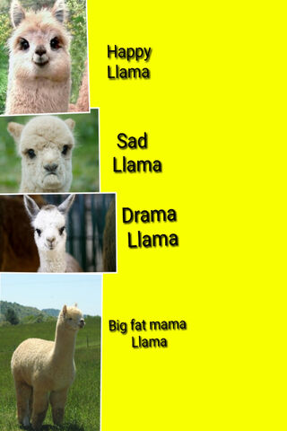 The Llama Chronicles: Emotions Unleashed! 🦙✨
