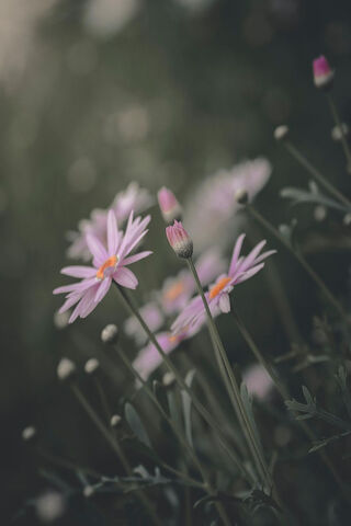 Whispers of Spring 🌸