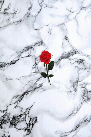 Elegance in Marble: The Timeless Rose 🌹✨