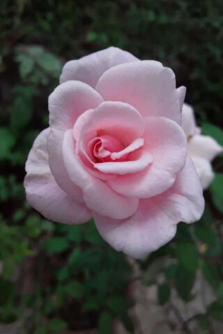 Blushing Beauty: The Elegance of Pink Roses 🌹✨