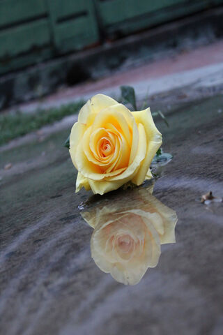 Golden Petals and Mirror Dreams 🌹✨