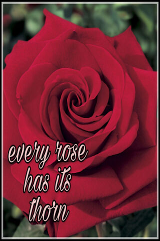 Beauty and Resilience: The Story of Roses