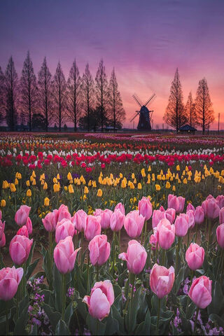 Tulip Fields