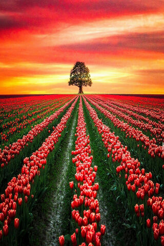 Tulip Fields 3