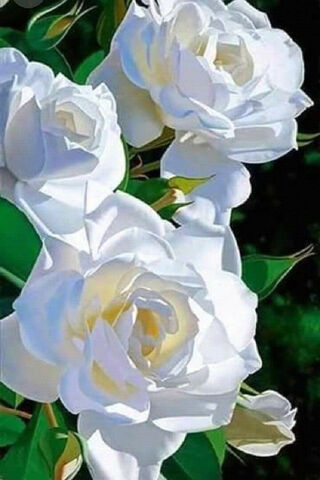 Elegance in Bloom: The White Rose