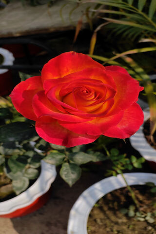 Garden Roses (Red)