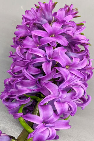 Hyacinth Harmony: A Blooming Symphony of Purple 🎶💜