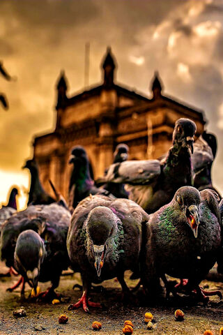 Pigeons at the Gateway: A Moment in Time