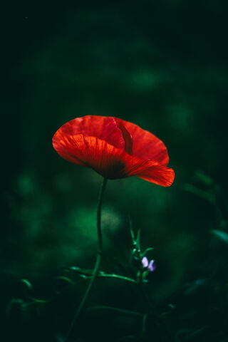 Whispers of the Poppy 🌺✨