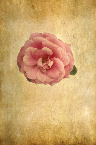 Whispers of a Timeless Bloom 🌹