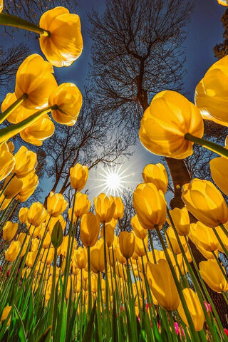 Yellow Tulips