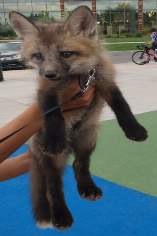 Adorable Adventure: The Foxy Companion 🦊✨