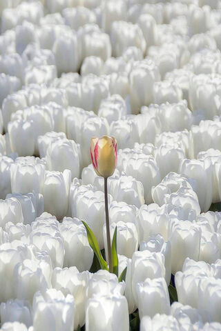 A Single Gem Amongst the Snow