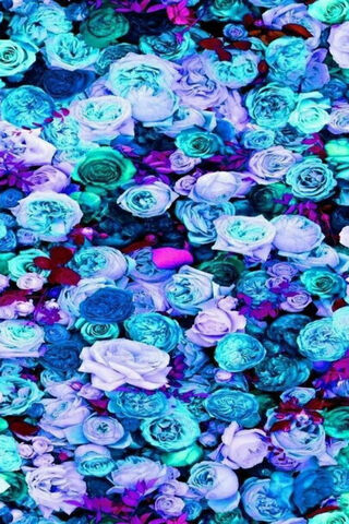 Blue Rose Wallpaper - Download to your mobile from PHONEKY