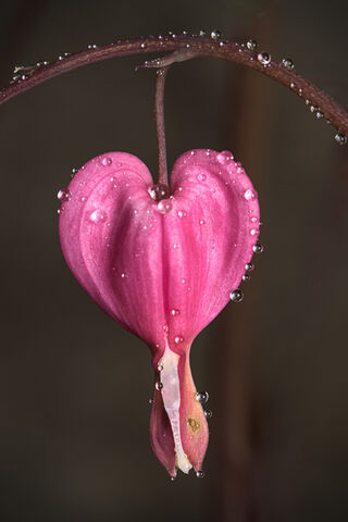 Bleeding Heart