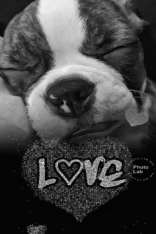 Paw-sitive Vibes of Love 🐾❤️