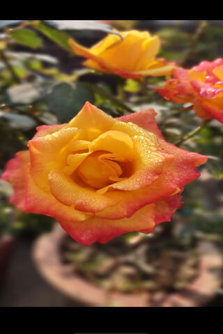 Sunrise Blossom 🌅🌹