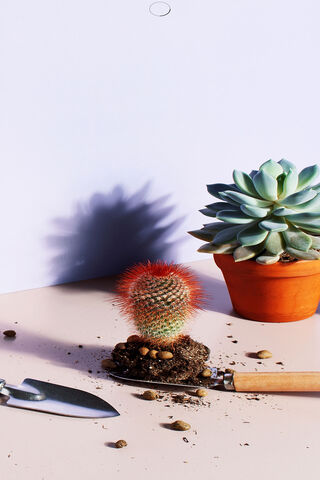 Cactus Charm: Nature's Resilient Beauty 🌵✨