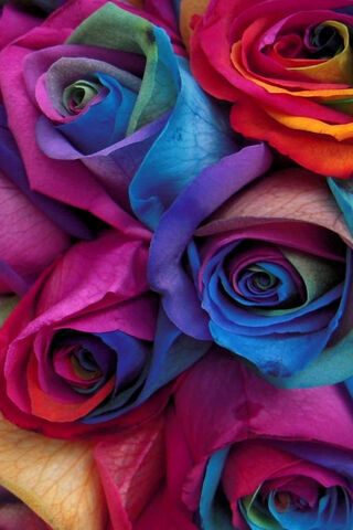 Rainbow Blooms: A Celebration of Color 🌈🌹