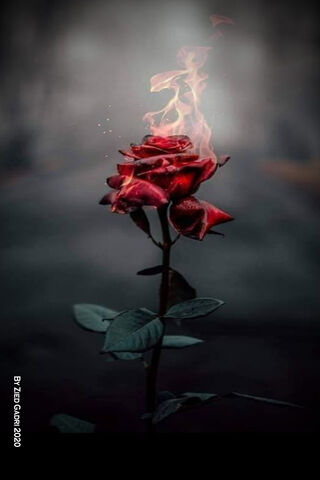 Fiery Rose