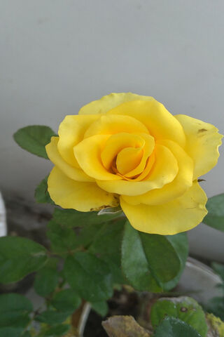 Sunshine Blossom: The Cheerful Fellow Rose 🌼