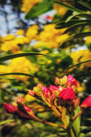 Blooming Beauty: The Tulip's Charm 🌷✨