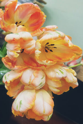 Blooming Elegance: The Fancy Tulip Delight 🌷✨