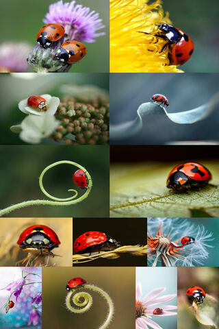 Ladybug Wonders: Nature's Little Guardians 🐞✨