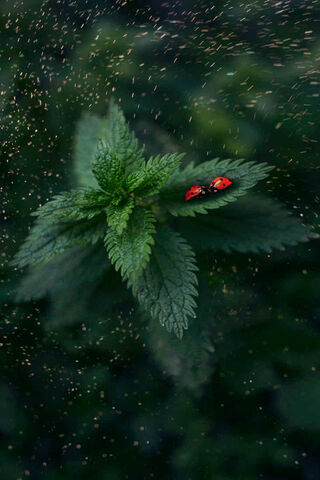 Dancing in the Garden: Ladybug Magic 🐞✨
