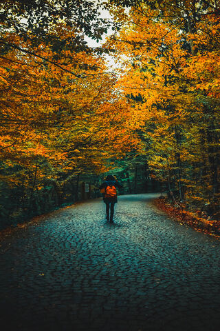 Wanderer in Autumn's Embrace 🍂🌲