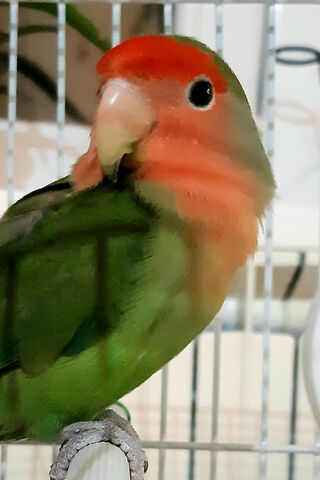 Charming Companion: The Lovely Love Bird 🐦❤️