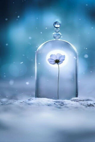 Frozen Beauty: A Moment Captured ❄️🌸