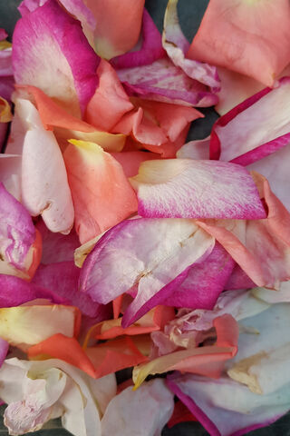 Petal Palette: A Symphony of Roses 🌹✨