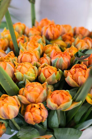 Orange Tulips