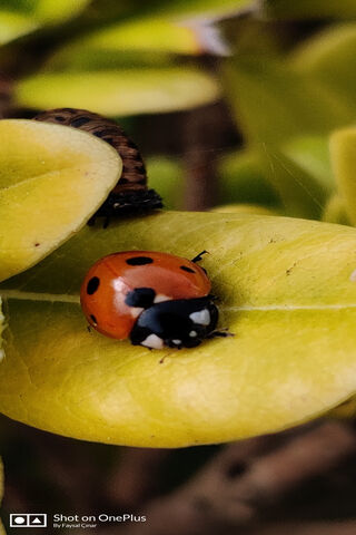 Nature's Little Wonders Captured with OnePlus 7T Pro 🌿🐞