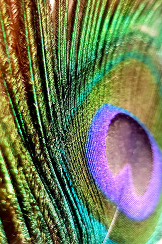 Peacock Feather