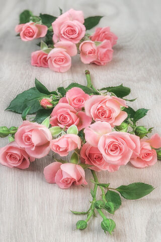 Blushing Beauty: A Bouquet of Pink Roses 🌹✨