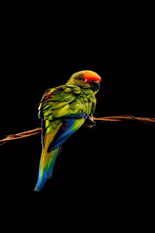 Whispers of the Jungle 🌿🦜