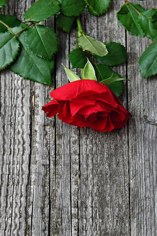 Romantic Gesture: A Rose for Love 🌹❤️