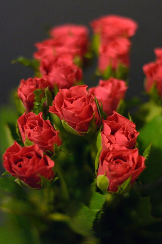 Red Roses